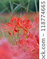 Cluster amaryllis 118774665