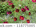 Red cosmos 118775005