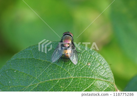 A blowfly resting on a leaf 118775286