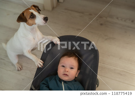 A dog rocks a cute three month old boy dressed in a blue onesie in a baby bouncer. A dog rocks a cute three month old boy dressed in a blue onesie in a baby bouncer. 118775419