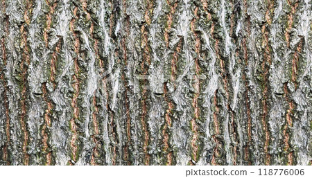 Bark of a tree in the forest as a texture background, wooden surface applicable for printing paper, sticker wallpaper, vinyl floor texture, screen picture backgrounds, banner poster backgrounds design Bark of a tree in the forest as a texture background, wooden surface applicable for printing paper, sticker wallpaper, vinyl floor texture, screen picture backgrounds, banner poster backgrounds design 118776006