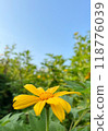 Wild Sunflower or Tithonia diversifolia yellow flowers on blue sky background in fields 118776039