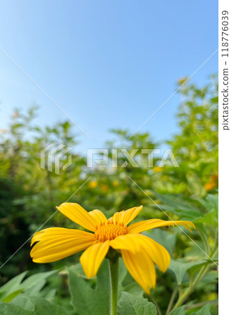 Wild Sunflower or Tithonia diversifolia yellow flowers on blue sky background in fields Wild Sunflower or Tithonia diversifolia yellow flowers on blue sky background in fields 118776039