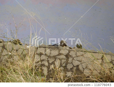 Katabira River - White Wagtail Katabira River - White Wagtail 118776043