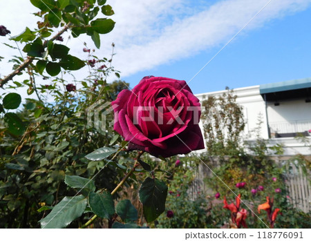 Red Rose Noir Red Rose Noir 118776091