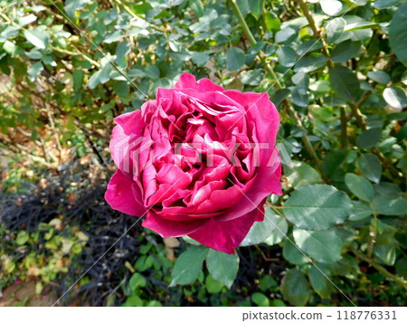 Red Rose Velvety Twilight 118776331