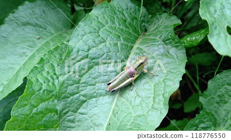 Tonosama beatta 118776550