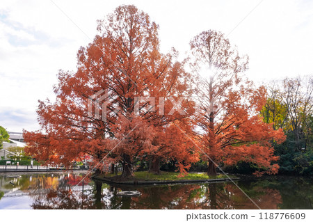 秋天的大宮公園 白鳥池的秋葉(埼玉縣埼玉市) 秋天的大宮公園 白鳥池的秋葉(埼玉縣埼玉市) 118776609