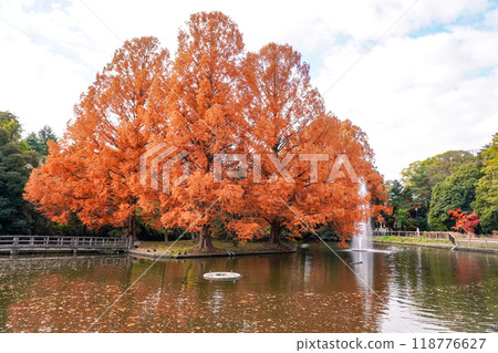 秋天的大宮公園 白鳥池的秋葉（埼玉縣埼玉市） 118776627
