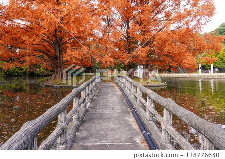 Autumn leaves at Shiratori Pond in Omiya Park (Saitama City, Saitama Prefecture) 118776630