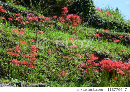 Higanbana花開花 118776647