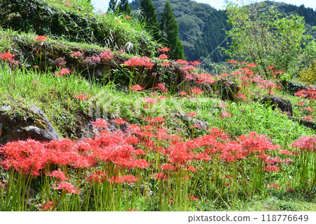 Higanbana flower blooms Higanbana flower blooms 118776649
