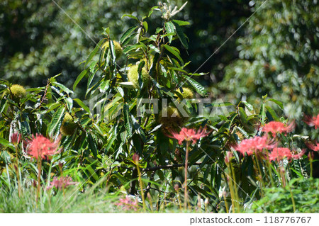 Higanbana flower blooms Higanbana flower blooms 118776767