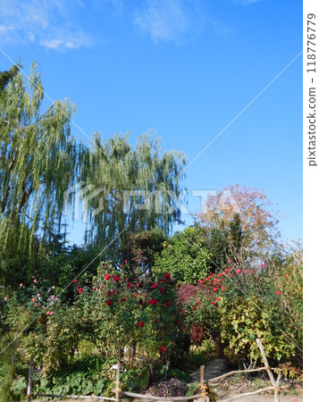 Garden: Roses and Willows 118776779