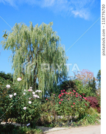 Garden: Roses and Willows Garden: Roses and Willows 118776780