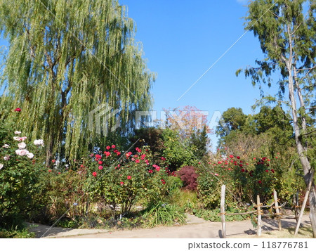 Garden: Roses and Willows Garden: Roses and Willows 118776781