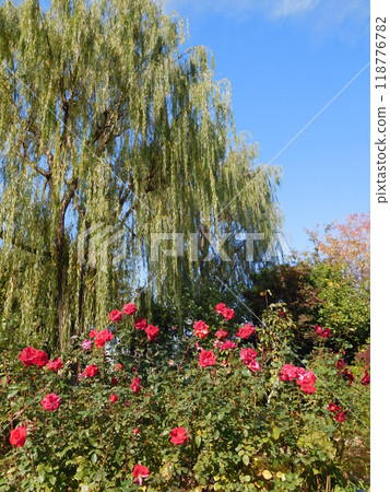 Garden: Roses and Willows Garden: Roses and Willows 118776782