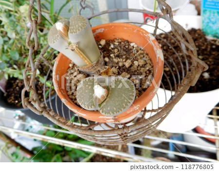 lithops flower 118776805