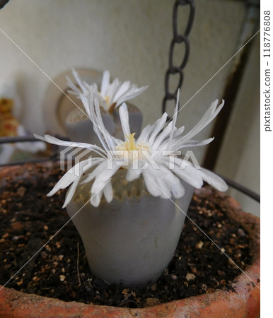 生石花 生石花 118776808