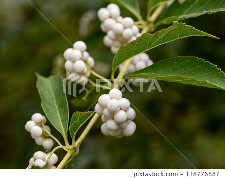 Shirominoko rasaki 水果 Shirominoko rasaki 水果 118776887