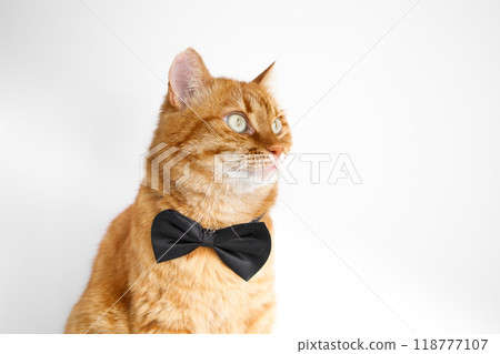 Cute ginger cat in bow tie close up portrait Cute ginger cat in bow tie close up portrait 118777107