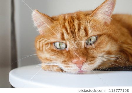 Funny ginger cat with green eyes looking at camera close up portrait Funny ginger cat with green eyes looking at camera close up portrait 118777108