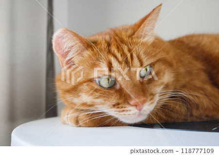 Cute ginger cat close up portrait Cute ginger cat close up portrait 118777109