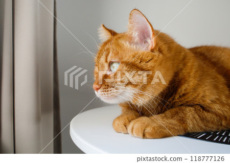 Cute ginger cat close up portrait Cute ginger cat close up portrait 118777126