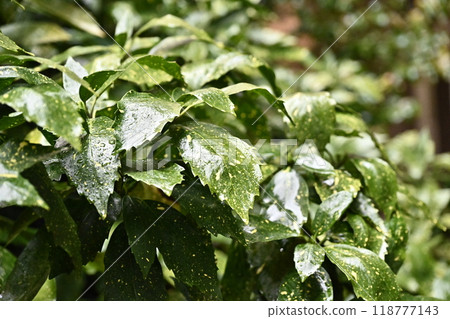 Filia oak: With water droplets (photographed in the rain/emphasis on texture) Filia oak: With water droplets (photographed in the rain/emphasis on texture) 118777143