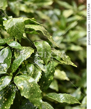 Filia oak: With water droplets (photographed in the rain/emphasis on texture) Filia oak: With water droplets (photographed in the rain/emphasis on texture) 118777144
