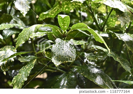 Filia oak: With water droplets (photographed in the rain/emphasis on texture) Filia oak: With water droplets (photographed in the rain/emphasis on texture) 118777164
