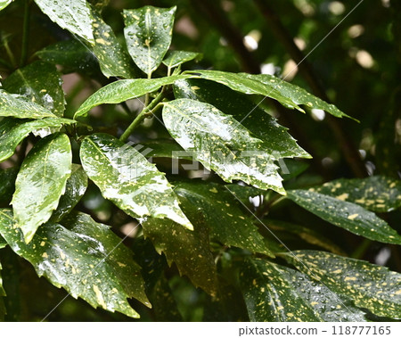 Filia oak: With water droplets (photographed in the rain/emphasis on texture) Filia oak: With water droplets (photographed in the rain/emphasis on texture) 118777165
