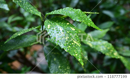 Filia oak: With water droplets (photographed in the rain/emphasis on texture) Filia oak: With water droplets (photographed in the rain/emphasis on texture) 118777199