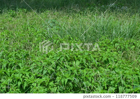Vacant land, wasteland, weeds, land, vacant lot Vacant land, wasteland, weeds, land, vacant lot 118777509