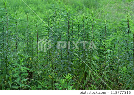 Vacant land, wasteland, weeds, land, vacant lot Vacant land, wasteland, weeds, land, vacant lot 118777516