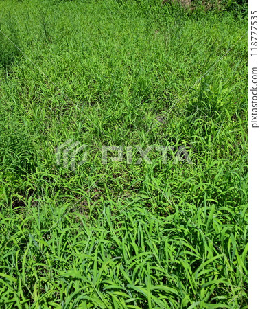 Vacant land, wasteland, weeds, land, vacant lot 118777535