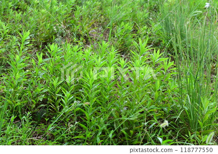 Vacant land, wasteland, weeds, land, vacant lot Vacant land, wasteland, weeds, land, vacant lot 118777550