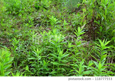 Vacant land, wasteland, weeds, land, vacant lot 118777553