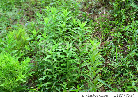 Vacant land, wasteland, weeds, land, vacant lot Vacant land, wasteland, weeds, land, vacant lot 118777554