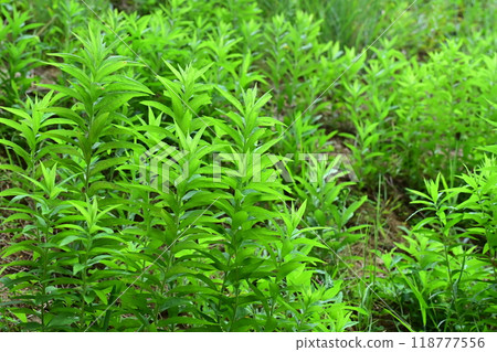 Vacant land, wasteland, weeds, land, vacant lot Vacant land, wasteland, weeds, land, vacant lot 118777556