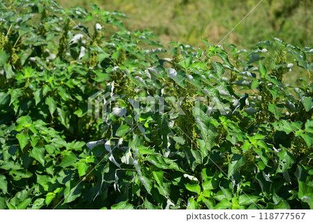 Vacant land, wasteland, weeds, land, vacant lot Vacant land, wasteland, weeds, land, vacant lot 118777567