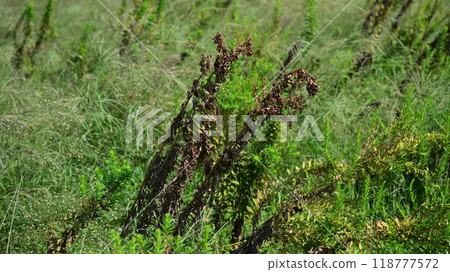 Vacant land, wasteland, weeds, land, vacant lot 118777572