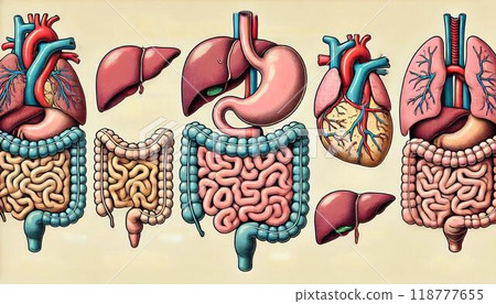 人體內部結構-解剖器官的橫切面 人體內部結構-解剖器官的橫切面 118777655