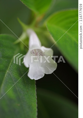 Flower of Goetneria 118777659