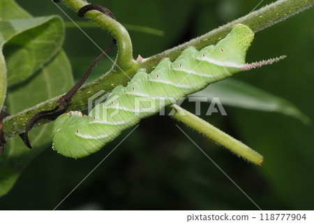 白斑麻雀的幼蟲 118777904