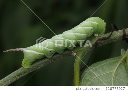 白斑麻雀的幼蟲 118777927