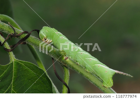白斑麻雀的幼蟲 118777974