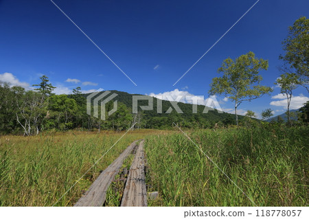 Ozegahara: Cotton grass in the marshland 118778057