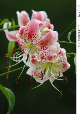 Lily flower lily flower 118778070