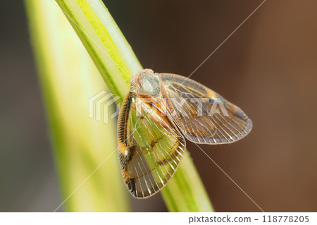 Scuba Hagoromo 118778205